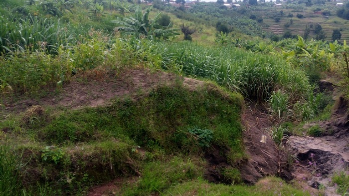 Vincent Nkundimana yahisemo gutera ibisheke mu murima we ngo udakomeza gutwarwa, ariko amazi aturuka mu muhanda yamaze gutwara ibigundu 48
