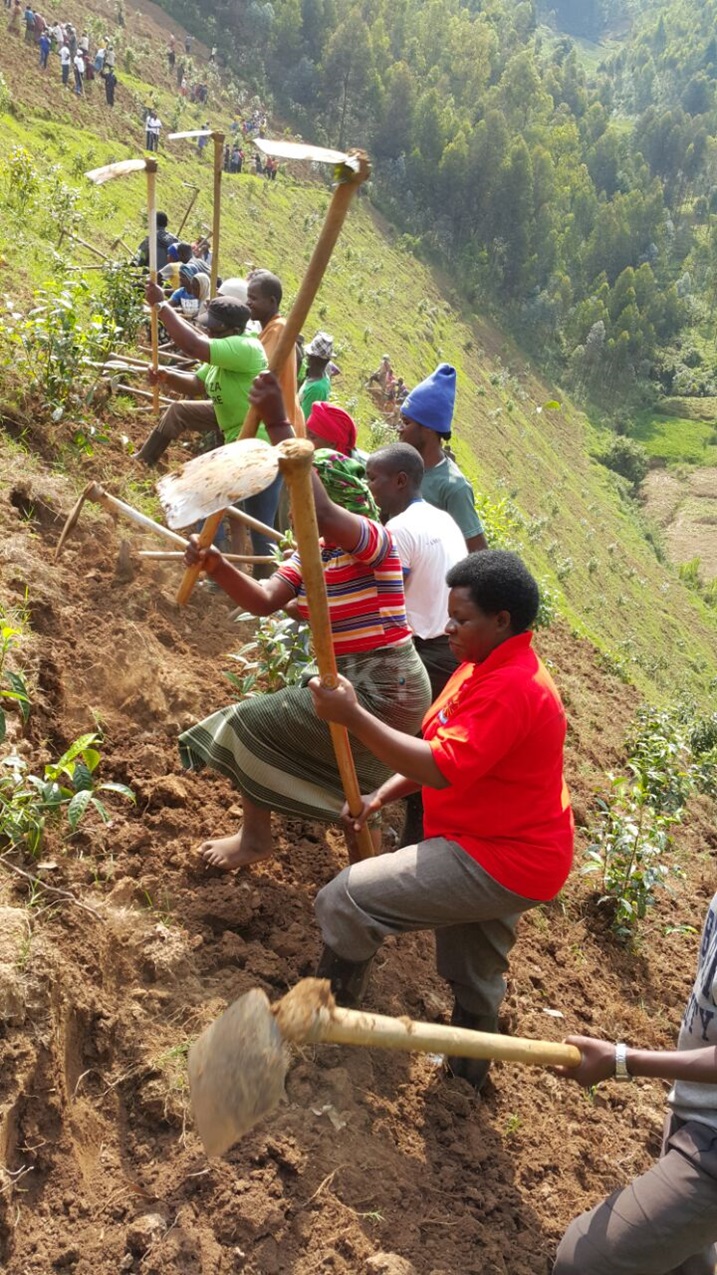 Muri aka karere kandi Depite Mukankusi Perrine yifatanyije n'abaturage mu gutera Icyayi ku buso bwa Hegitari ebyiri.