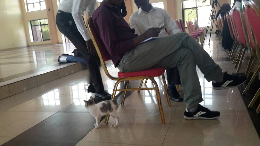 Iyi njangwe yabanje gucengana n'umwe mu bakozi ba Hoteli Hill Top