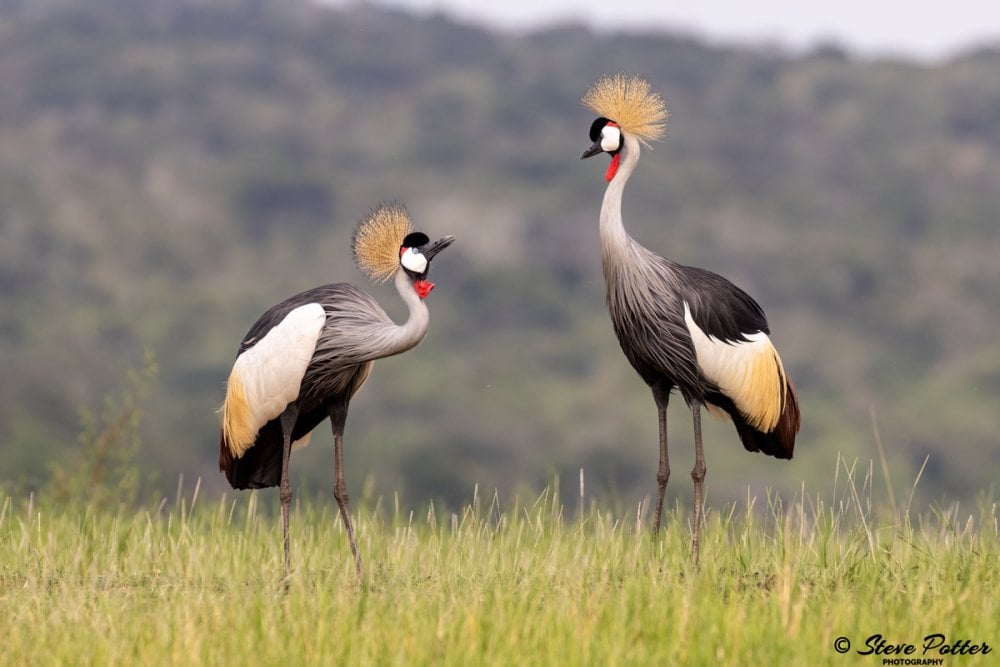 Ikibaya cy'Urugezi ni iwabo w'imisambi ingana na kimwe cya kane cy'ibarizwa mu Rwanda hose