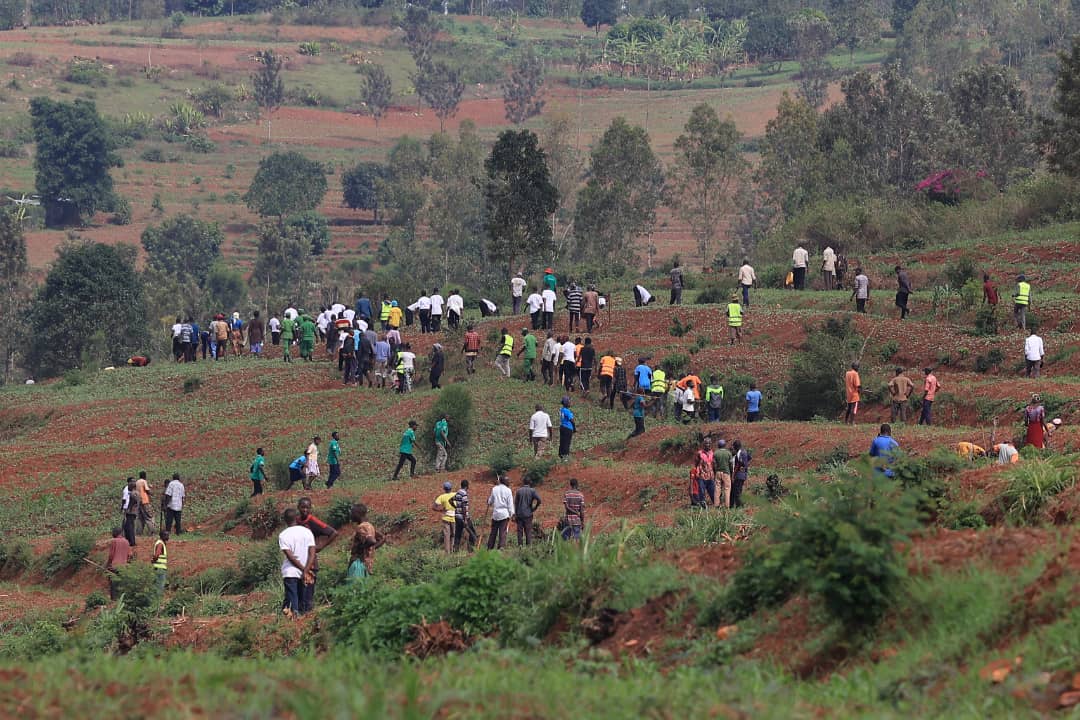 Hatewe ibiti bigera ku bihumbi bitanu ku gasozi ka Gahini