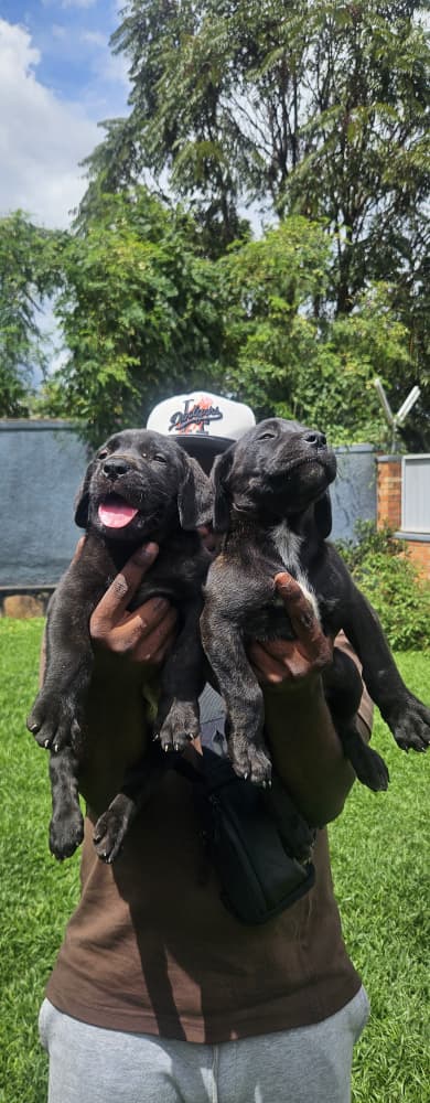 Ibibwana bya Cane Corso bidashobora kwigonderwa na buri wese
