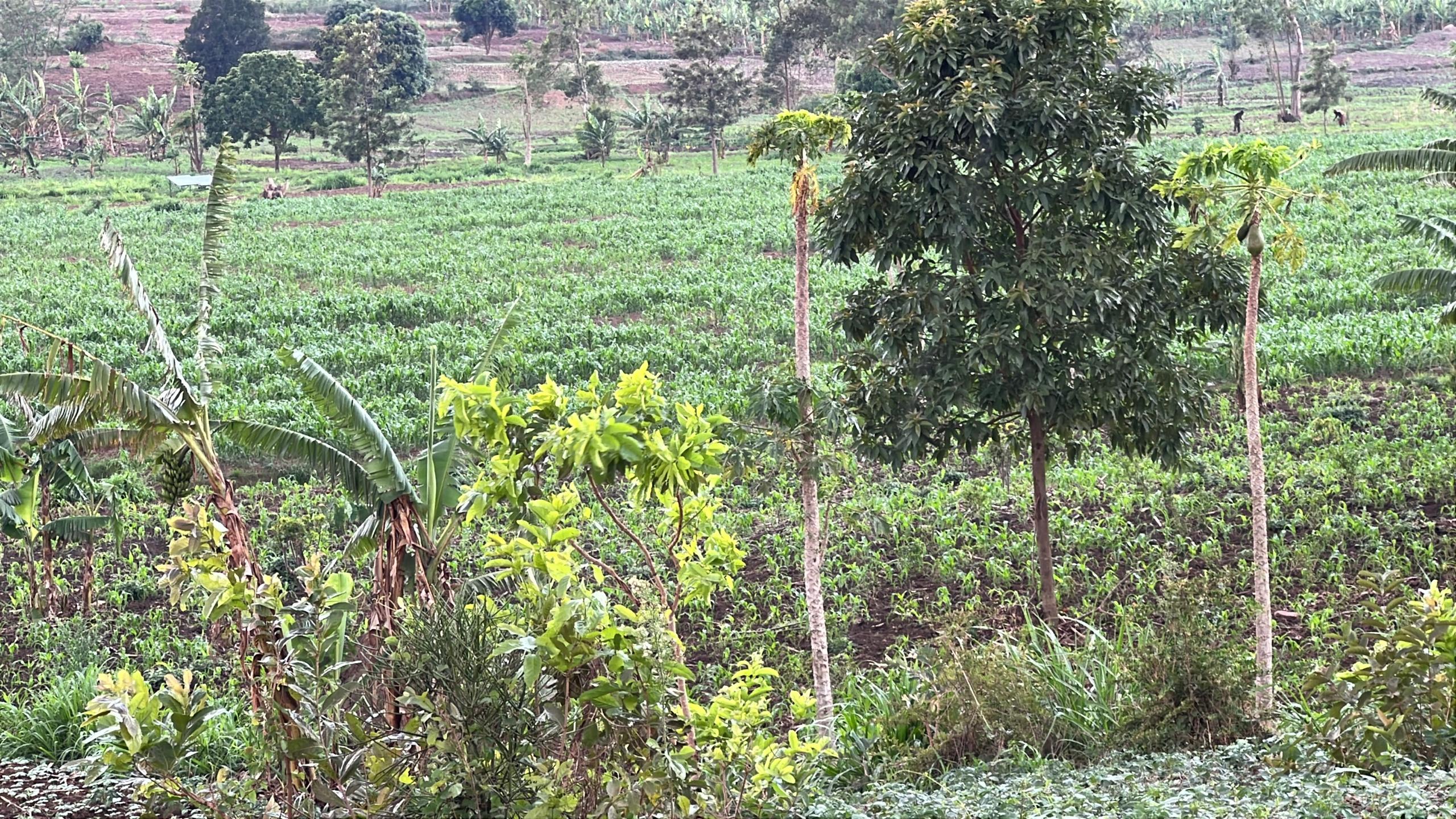 Ahinga kuri hegitari 85