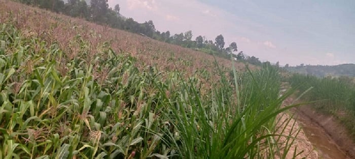 Muri iki gihembwe cy'ihinga abahinzi biteguye gusarura ibigori kuko noneho bitarengewe n'amazi