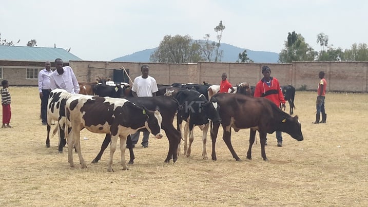 Zimwe mu nka zagabiwe abagore bo mu Karere ka Nyanza.