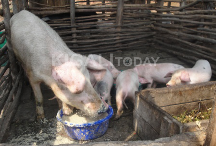 Bahawe ingurube banubakirwa ibiraro byo kuzororeramo.
