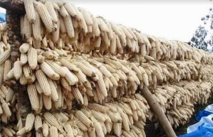 Ifumbire mvaruganda ya Ire ituma umusaruro wikuba kabiri
