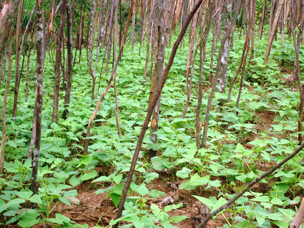 Abaturage ngo barishakira imbuto y
