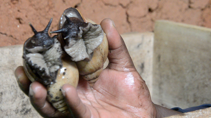 Ngo inyama z'ibinyamushongo zikize ku ntungamubiri
