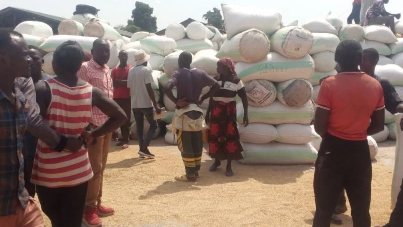 Abaturage batangiye kugurirwa umuceri wari warabuze isoko 