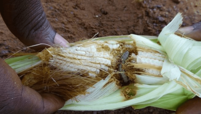 Nkongwa idasanzwe yangiza ibigori bigatuma umusaruro ugabanuka