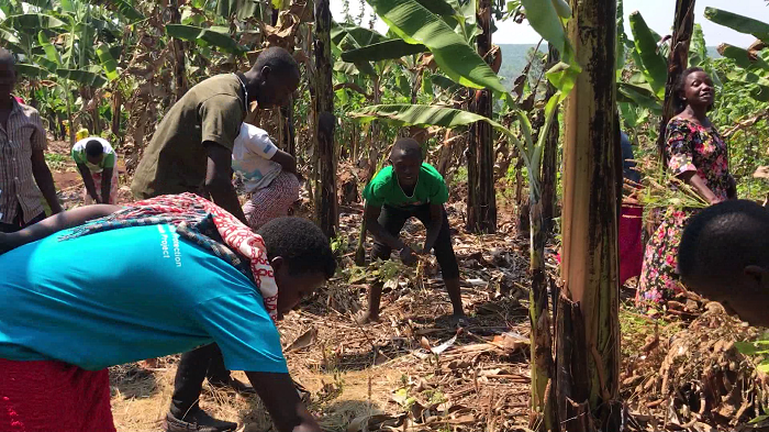 Abana bishyize hamwe babasha kwigurira umurima w'urutoki